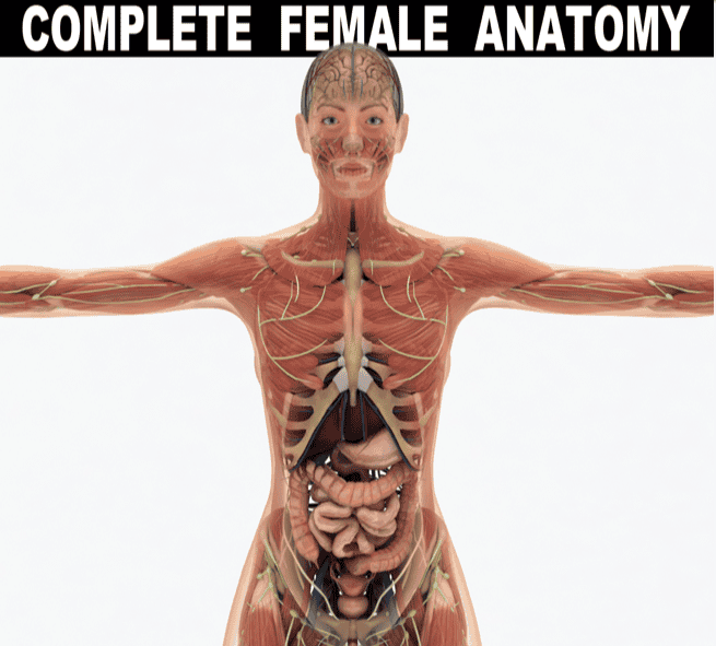 Female Anatomy Pack | BioLEAP